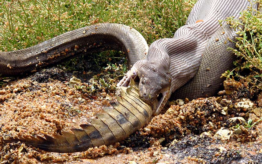 Cận cảnh trăn nuốt chửng cá sấu