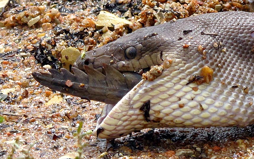 Cận cảnh trăn nuốt chửng cá sấu