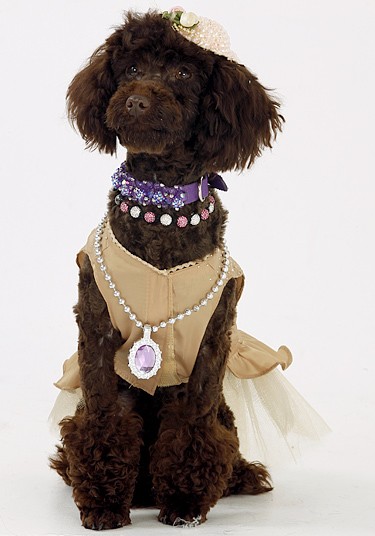 Chi hơn 1 tỷ đồng sắm trang phục cho... cún cưng