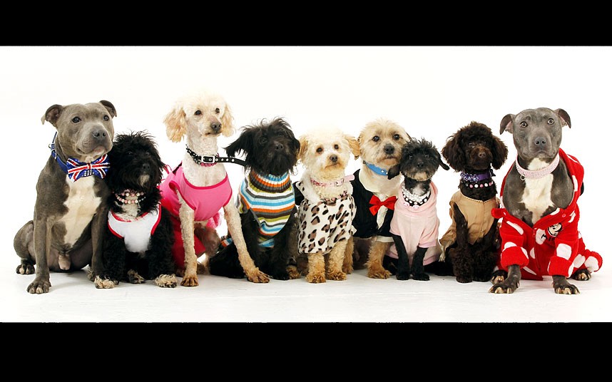 Chi hơn 1 tỷ đồng sắm trang phục cho... cún cưng