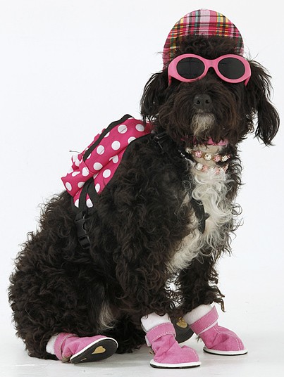 Chi hơn 1 tỷ đồng sắm trang phục cho... cún cưng