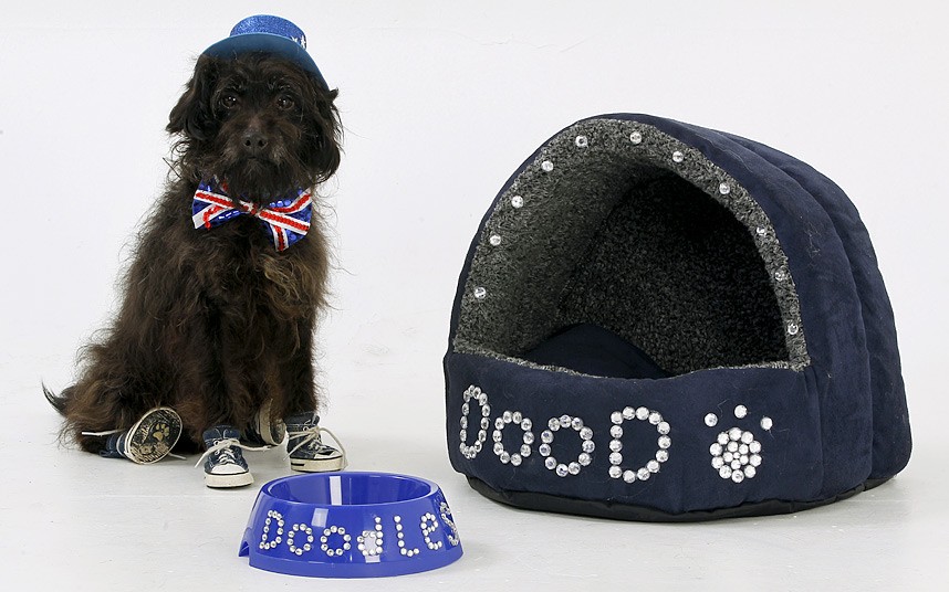 Chi hơn 1 tỷ đồng sắm trang phục cho... cún cưng