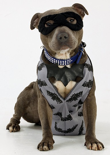 Chi hơn 1 tỷ đồng sắm trang phục cho... cún cưng