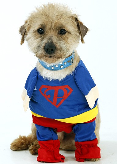 Chi hơn 1 tỷ đồng sắm trang phục cho... cún cưng