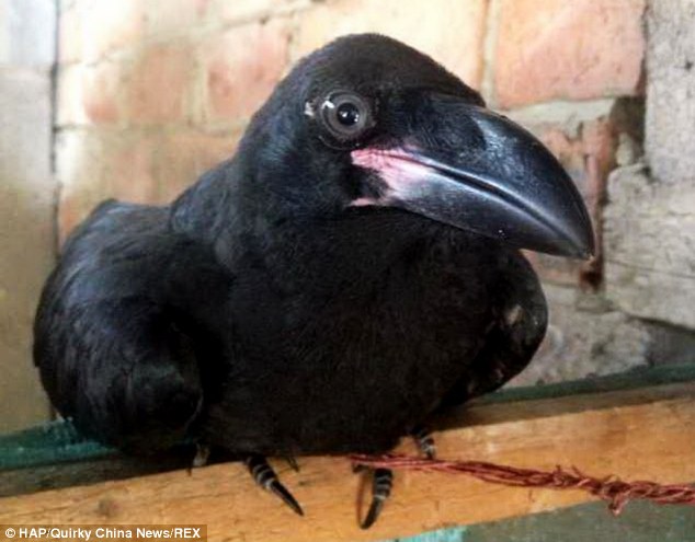 Kỳ lạ chú quạ biết nói tiếng Trung