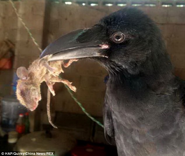 Kỳ lạ chú quạ biết nói tiếng Trung