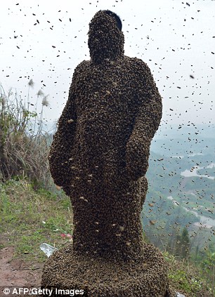 Chuyện lạ về người có khả năng “hút” gần nửa triệu con ong