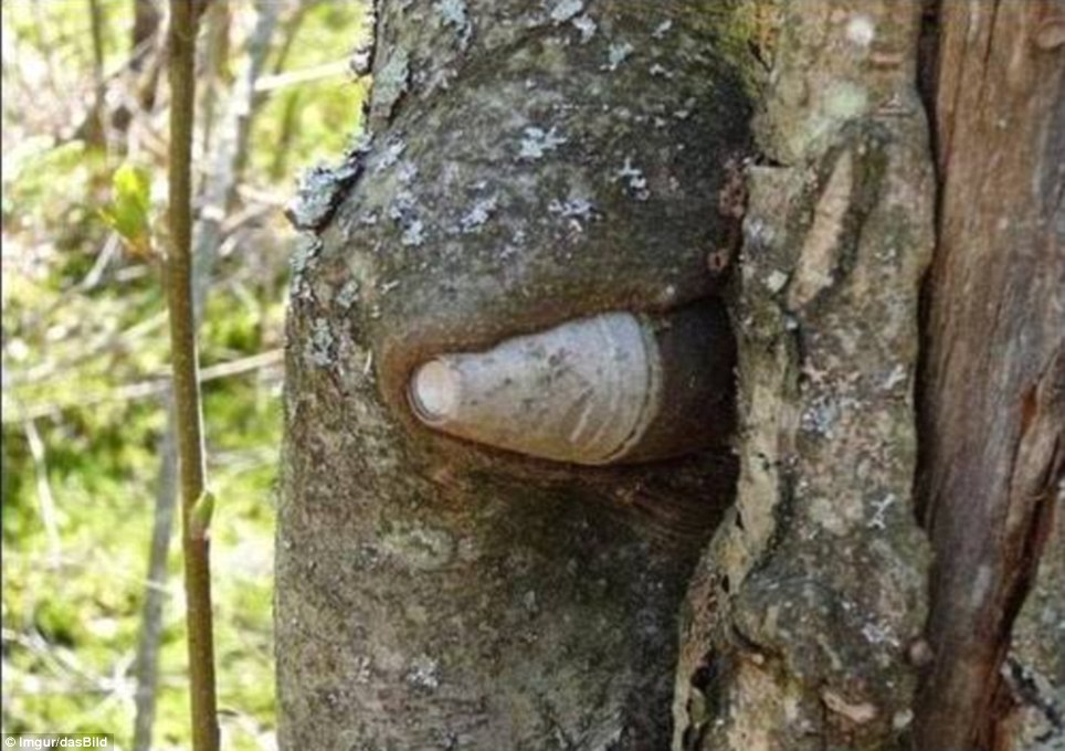 Cận cảnh cây “nuốt chửng” vũ khí trong Thế chiến thứ hai Cận cảnh cây “nuốt chửng” vũ khí trong Thế chiến thứ hai