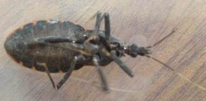 Bọ xít hút máu “tái xuất” tại Hà Nội