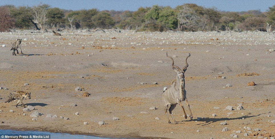 Linh dương thoát chết nhờ khéo ngụy trang vào đàn ngựa vằn