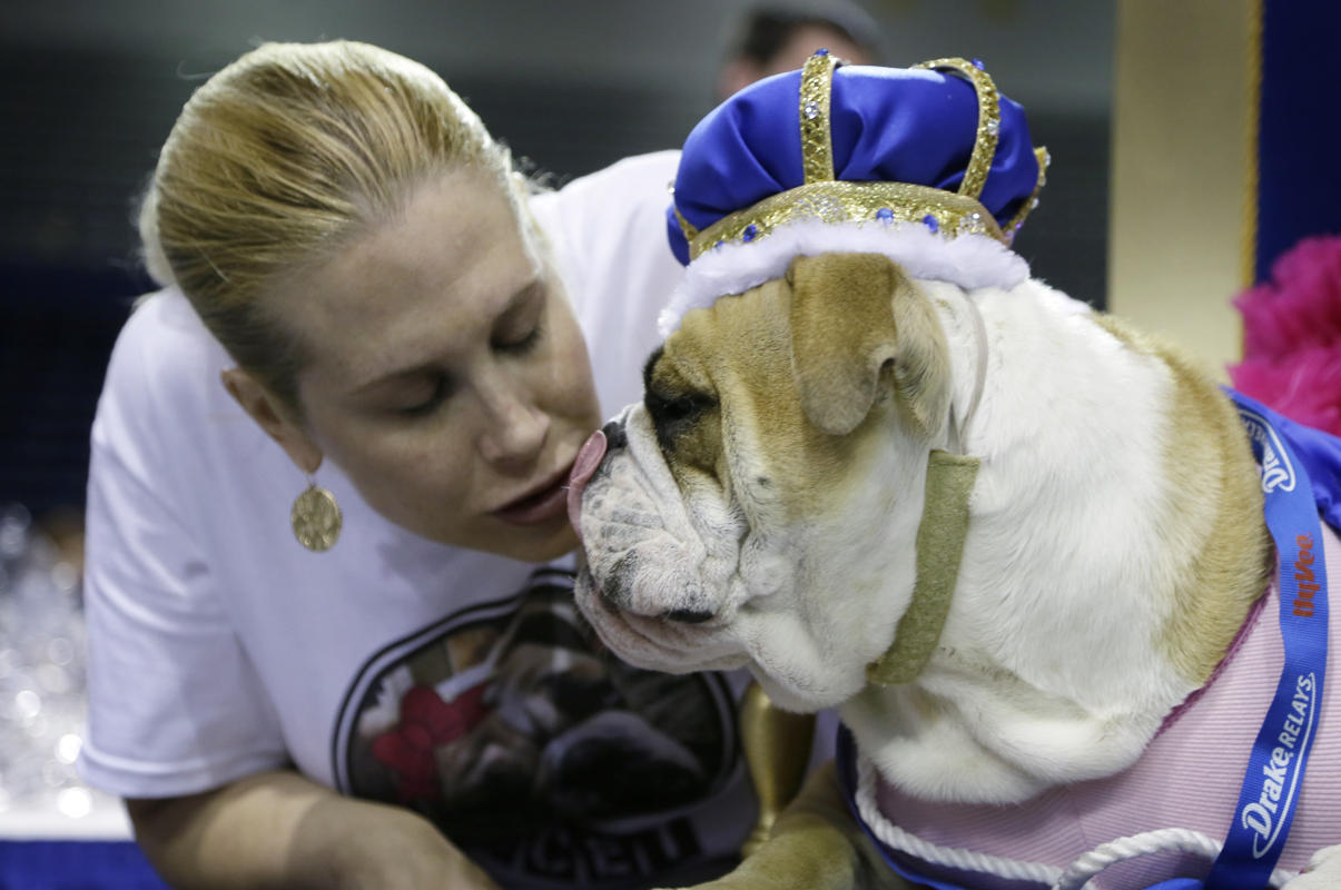 Độc đáo cuộc thi “Chó Bull đẹp” ở nước Mỹ