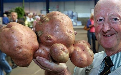 Súp lơ “khủng” nặng gần 30 kg