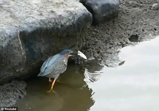 Chim diệc thông minh dùng bánh mỳ làm mồi câu cá