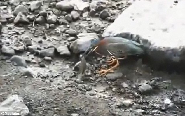 Chim diệc thông minh dùng bánh mỳ làm mồi câu cá