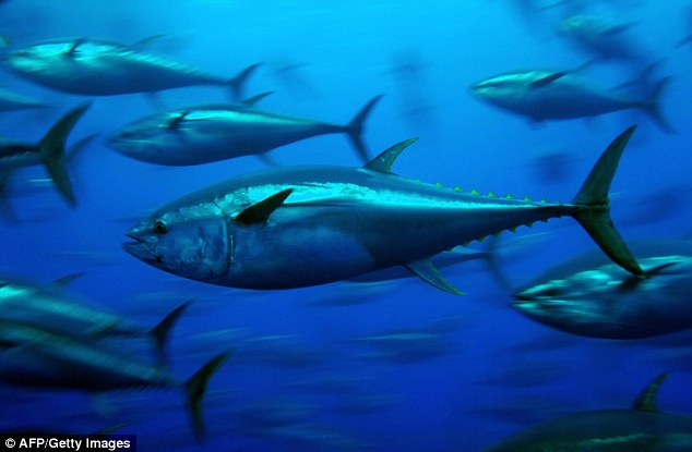 New Zealand: Bắt được cá ngừ “khủng” nặng gần nửa tấn