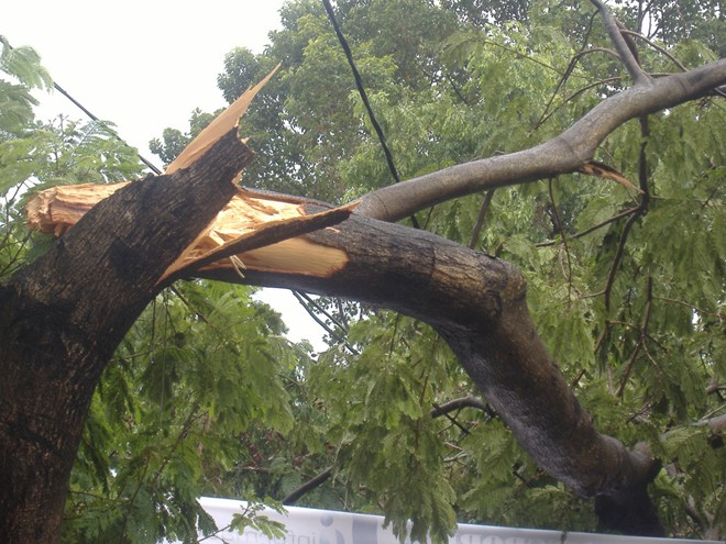 Sài Gòn: Nhiều cây xanh gãy cành vì cơn mưa đầu mùa