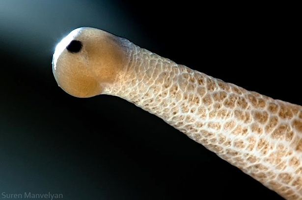 Những đặc điểm bất ngờ về ốc sên