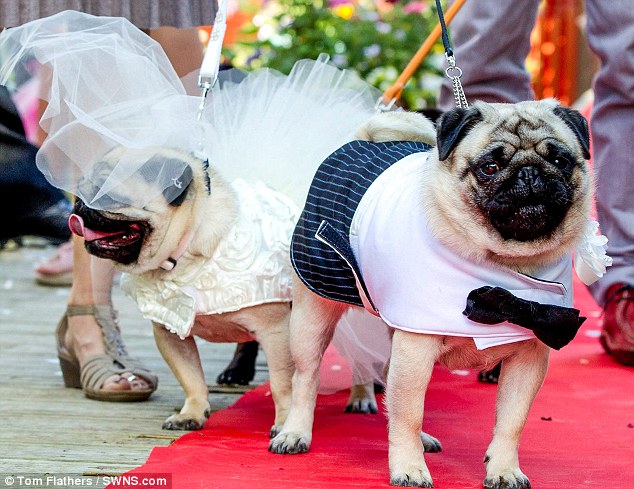 Chi 70 triệu tổ chức đám cưới cho…cún cưng