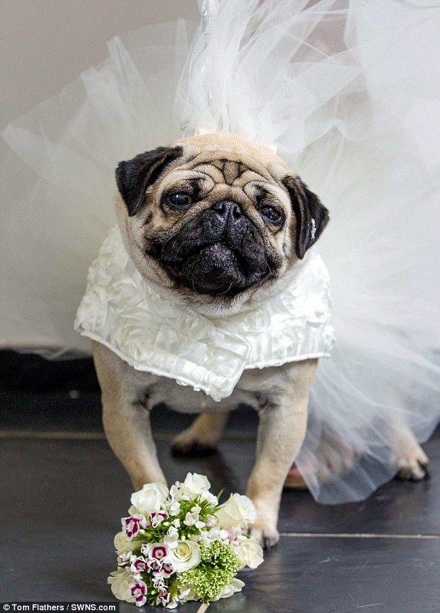 Chi 70 triệu tổ chức đám cưới cho…cún cưng