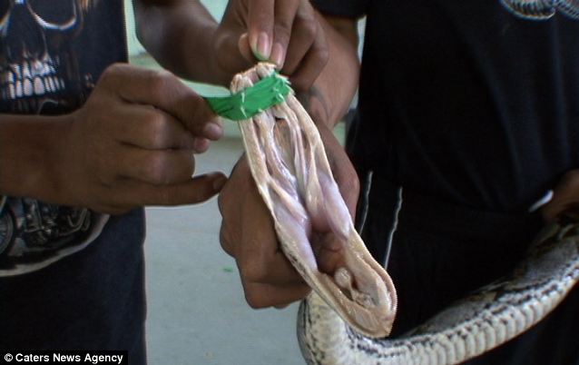 Kinh dị người đàn ông hôn…rắn độc