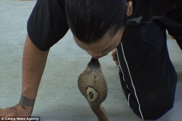 Kinh dị người đàn ông hôn…rắn độc