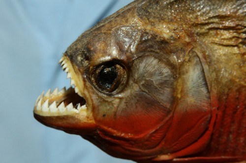 10 loài cá nguy hiểm nhất thế giới