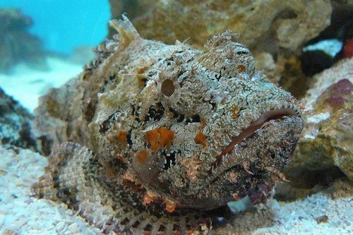 10 loài cá nguy hiểm nhất thế giới