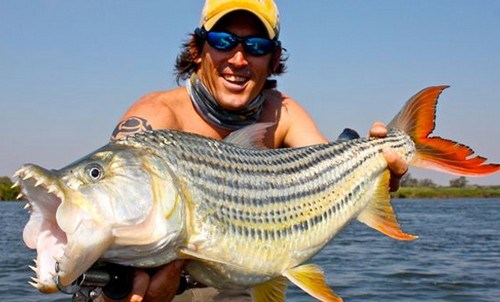 10 loài cá nguy hiểm nhất thế giới