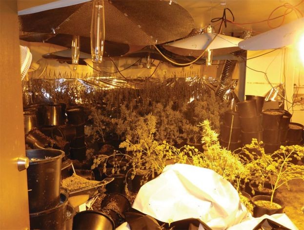 Hoa hậu gốc Việt lĩnh án tù vì ma túy tại Mỹ