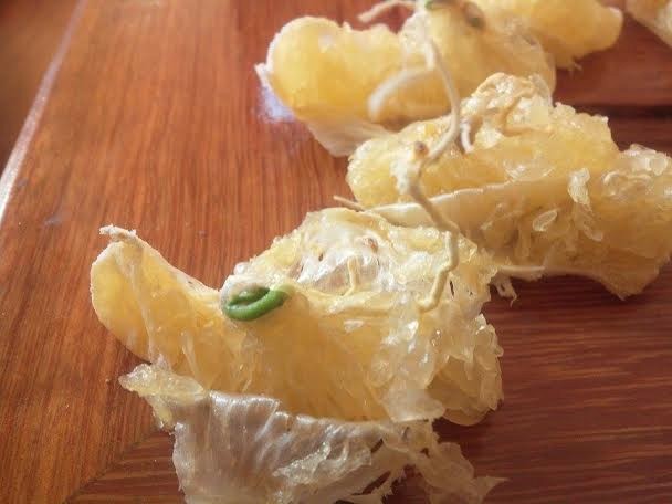 Cam để 2 tháng, vỏ vẫn tươi nguyên, hạt nảy mầm tứ tung