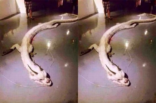 Lại xuất hiện những quái vật gây xôn xao dư luận