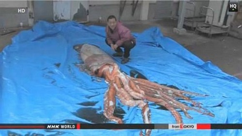 Lại xuất hiện những quái vật gây xôn xao dư luận