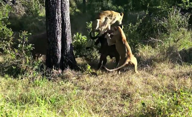 Trận đấu “nảy lửa” giữa trâu và sư tử