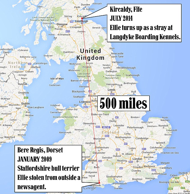 Chú chó đoàn tụ với chủ sau 5 năm thất lạc