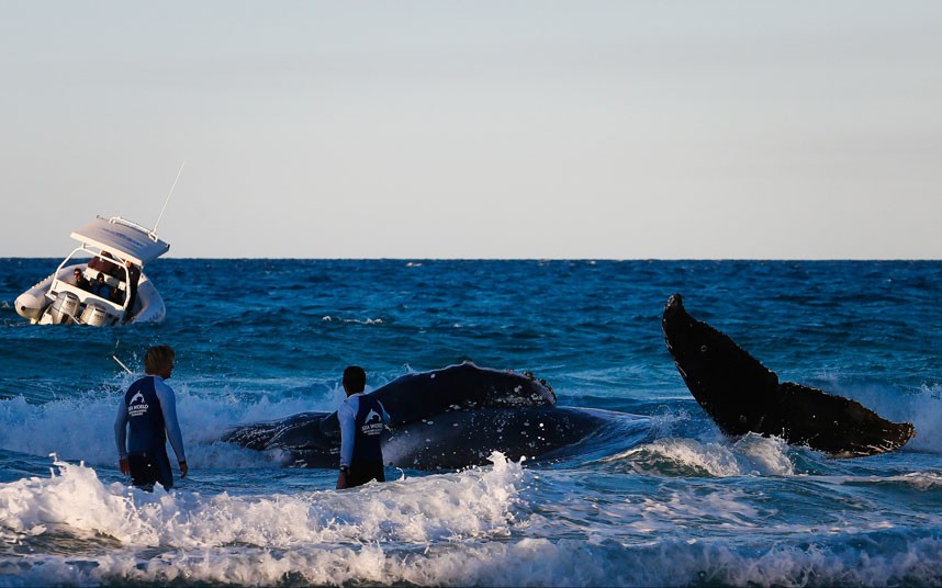 Cuộc giải cứu cá voi lưng gù mặc cạn trên bờ biển Cuộc giải cứu cá voi lưng gù mặc cạn trên bờ biển