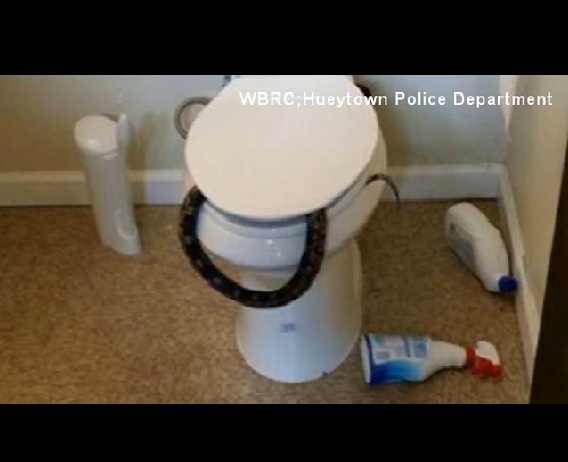 Tá hỏa phát hiện rắn độc chui ra từ bồn cầu