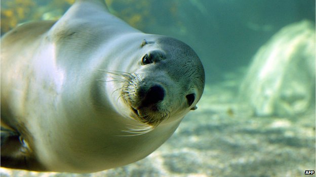 Cá mập trắng khổng lồ “ăn thịt” sư tử biển