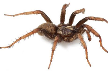 Mất hơn 1 tỷ đồng vì giết một…con nhện