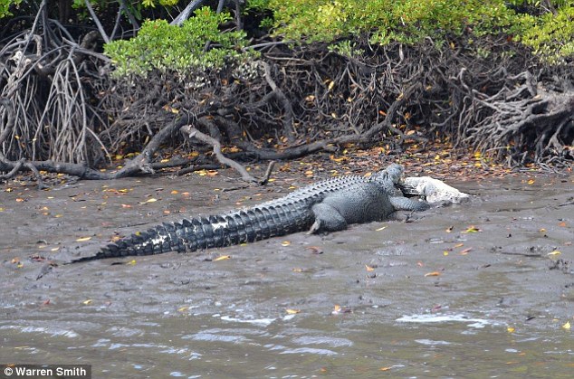 Cận cảnh cá sấu 5m nuốt chửng cá sấu 3 m