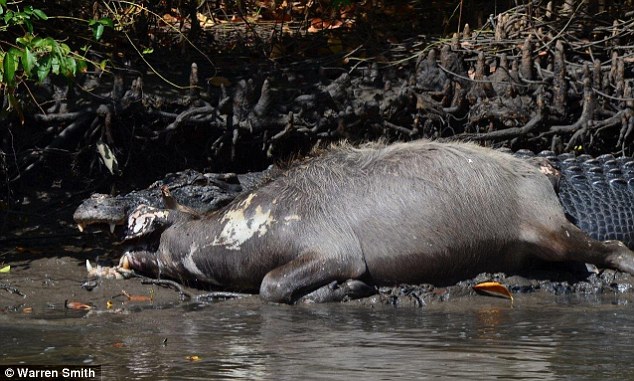 Cận cảnh cá sấu 5m nuốt chửng cá sấu 3 m