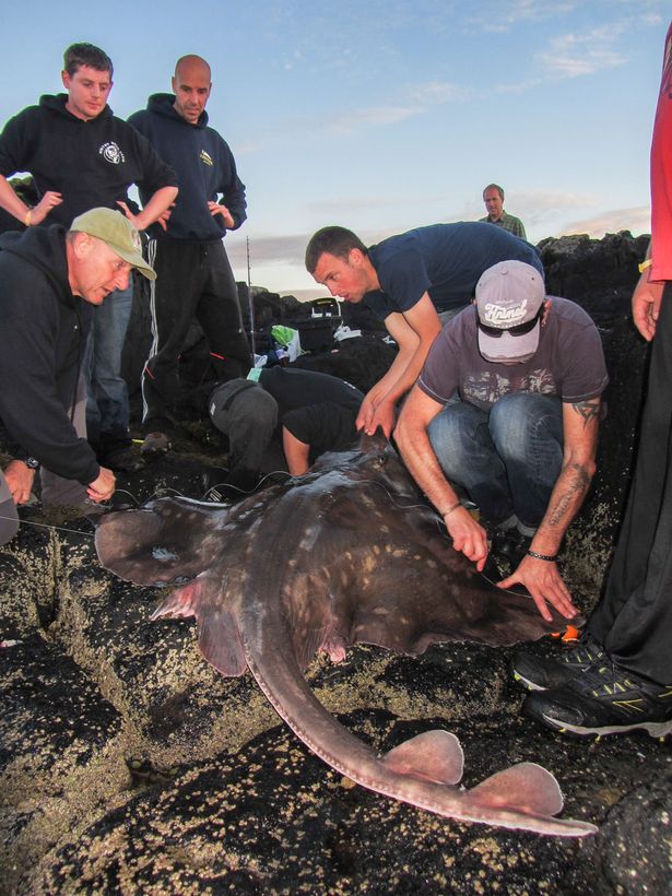 Anh: Bắt được cá đuối “khủng”, nặng hơn cả Gorilla