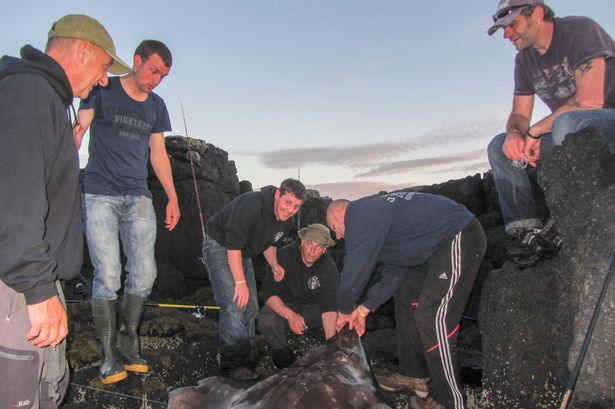 Anh: Bắt được cá đuối “khủng”, nặng hơn cả Gorilla