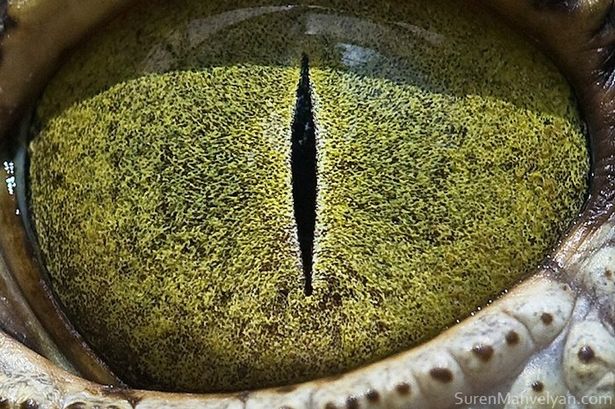 Hé lộ bí ẩn về quái vật hồ Loch Ness