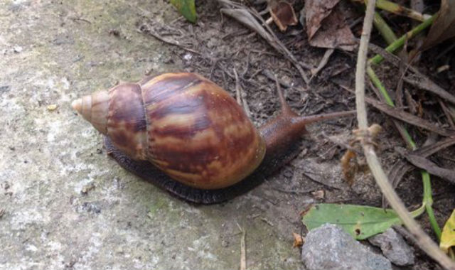 Ốc sên khổng lồ mang bệnh chết người “xâm lược” Trung Quốc