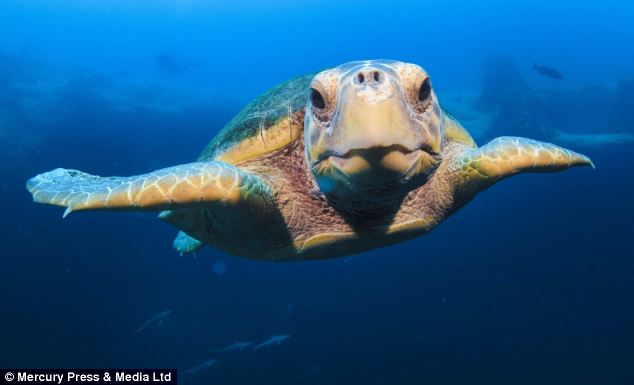 Kỳ lạ rùa biết chụp ảnh, tạo dáng cùng thợ lặn