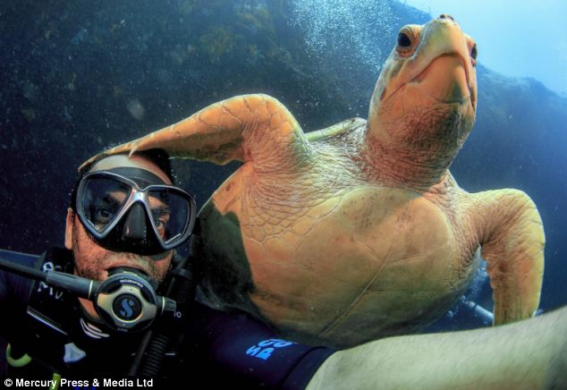 Kỳ lạ rùa biết chụp ảnh, tạo dáng cùng thợ lặn