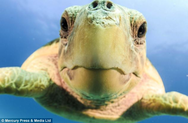 Kỳ lạ rùa biết chụp ảnh, tạo dáng cùng thợ lặn