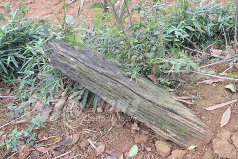 Nghĩa địa bí ẩn chôn những người bị hổ vồ bên sông Mã