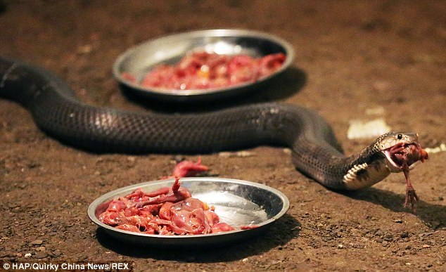 Bị cắn nhiều lần nhưng vẫn quyết nuôi 30.000 con rắn hổ mang