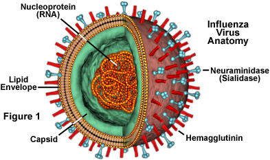 5 loại virus đáng sợ hơn Ebola